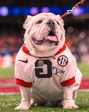 Georgia Bulldogs Atlanta